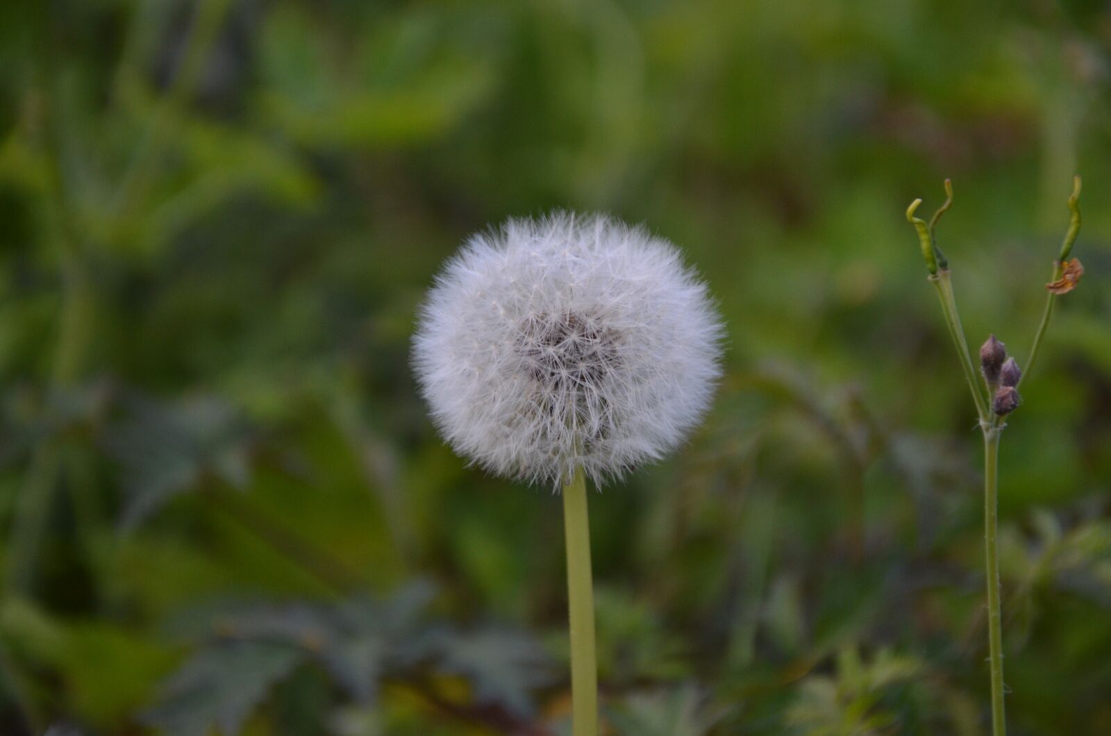 Nikon D5100 sample photo. Dandelion, seeds, nature photography