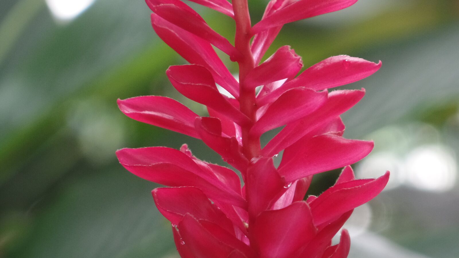 Samsung WB350F/WB351F/WB352F sample photo. Red flower, flower, garden photography