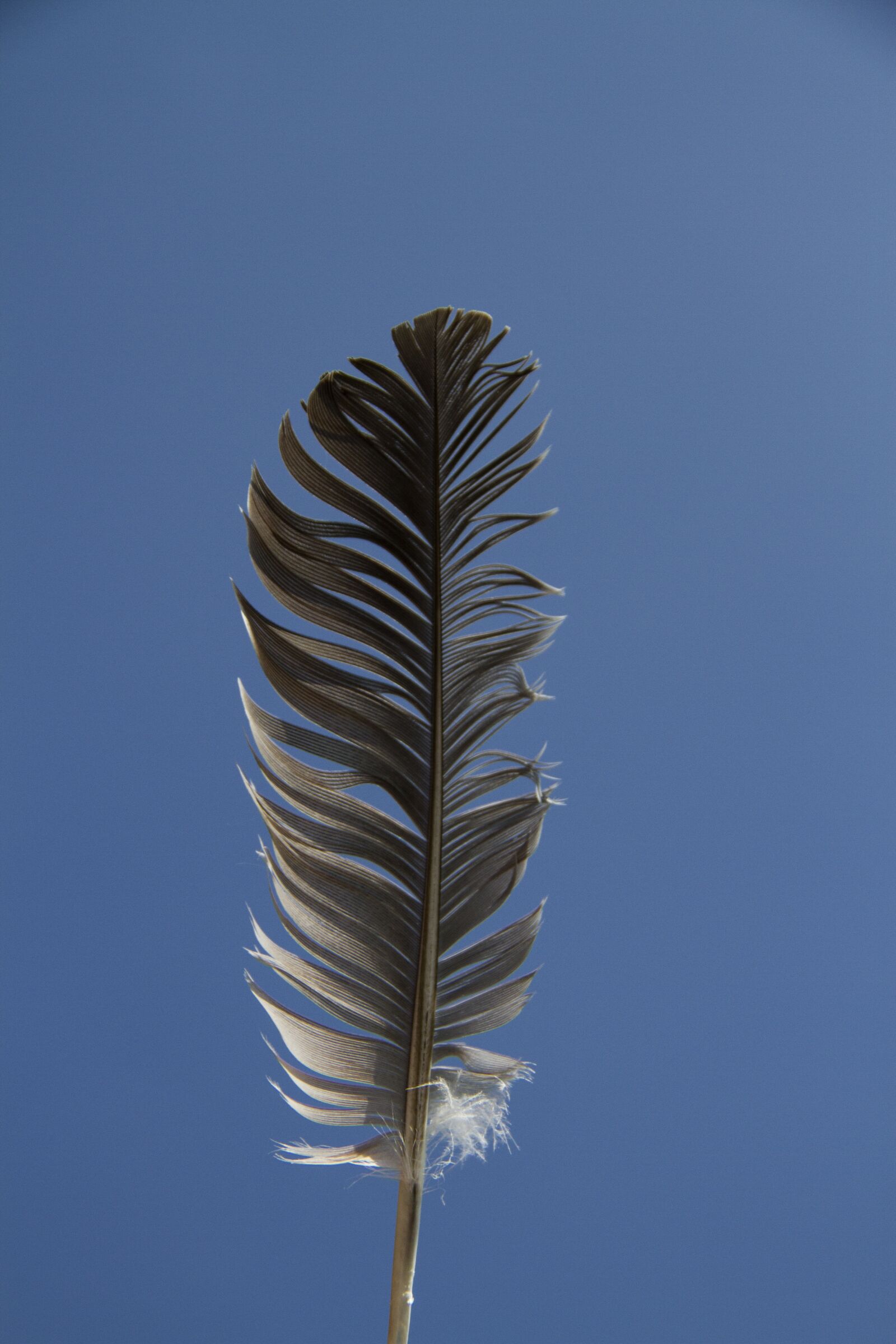 Canon EOS 7D sample photo. Feather, bird, nature photography