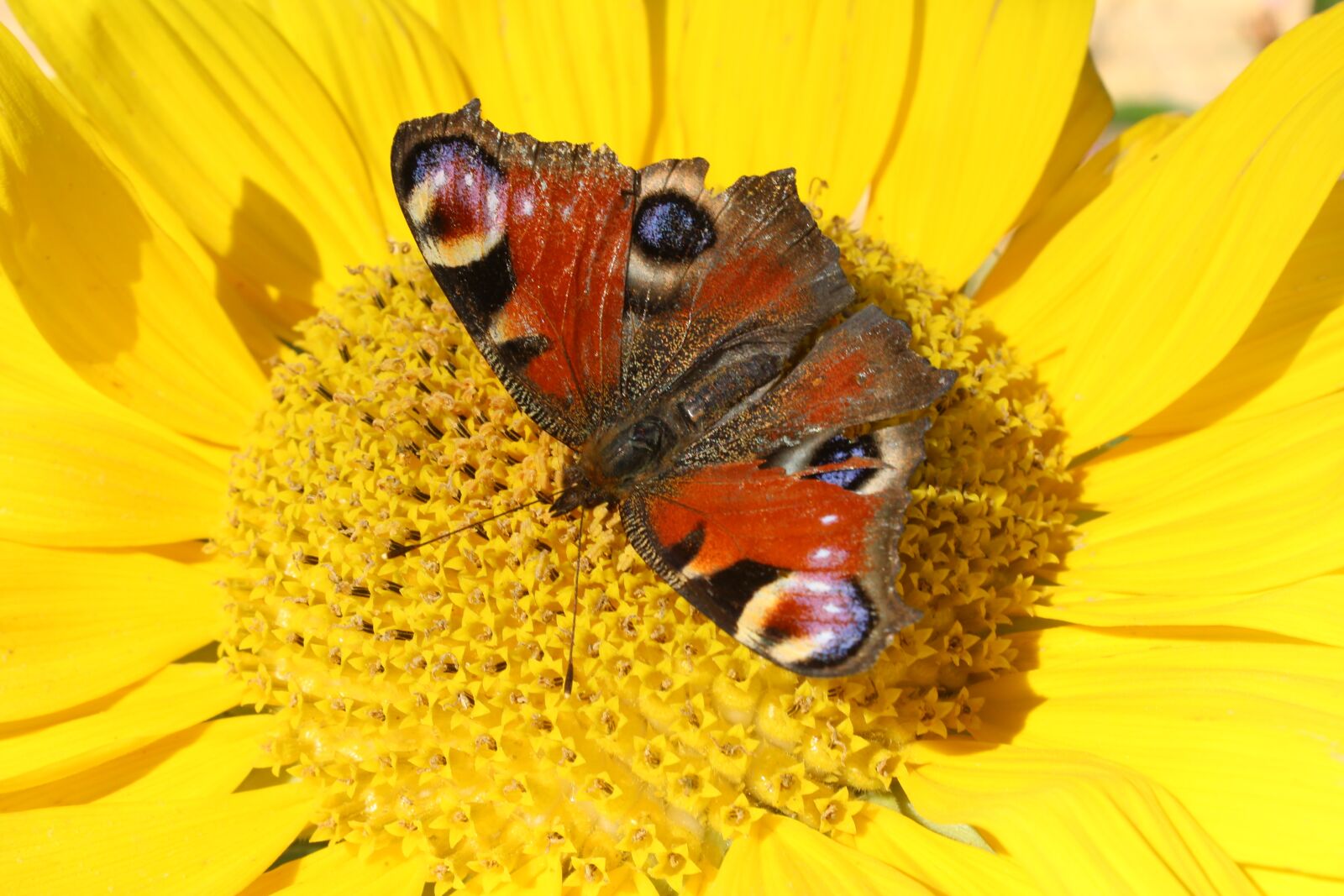 Canon EOS 600D (Rebel EOS T3i / EOS Kiss X5) sample photo. Yellow, butterfly, insect photography