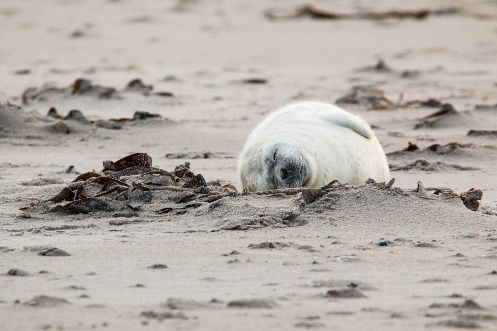 150-600mm F5-6.3 DG OS HSM | Contemporary 015 sample photo. Robbe, grey seal, helgoland photography