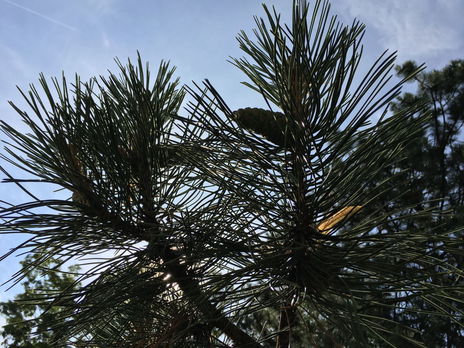 Apple iPhone 6s sample photo. Cone, conifer, trees photography