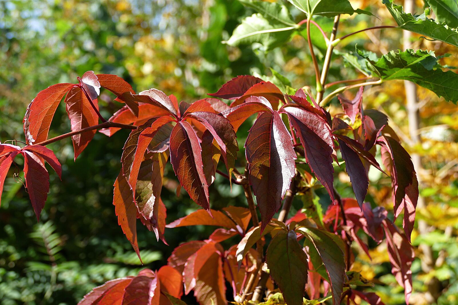 Panasonic Lumix DMC-FZ1000 sample photo. Autumn, leaves, red photography
