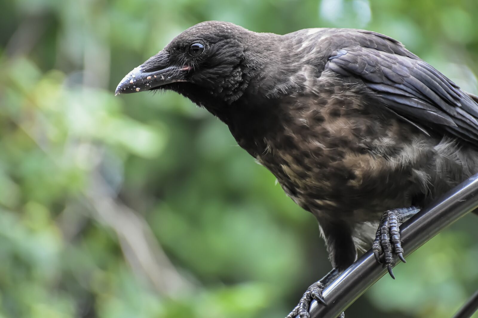 Nikon D7200 sample photo. Raven bird, young animal photography