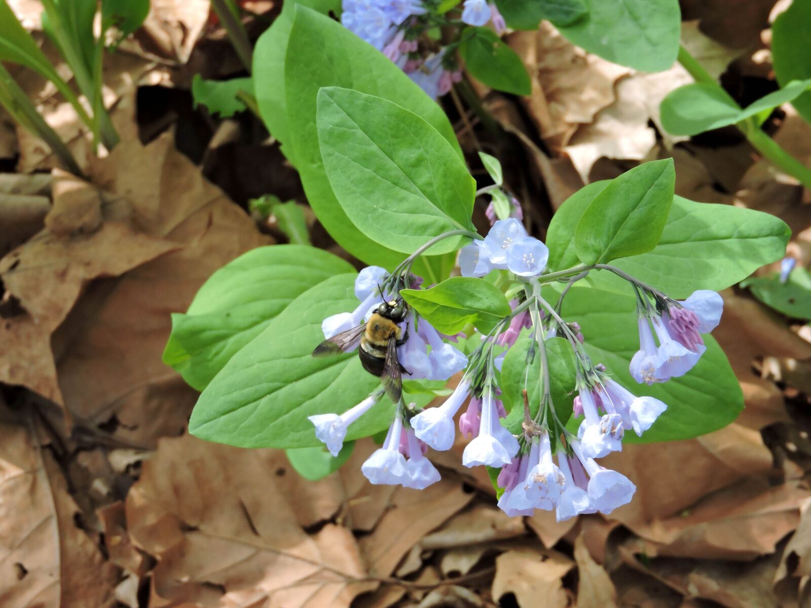 Nikon Coolpix P600 sample photo. Bumblebee, sipping, nectar, virginia photography