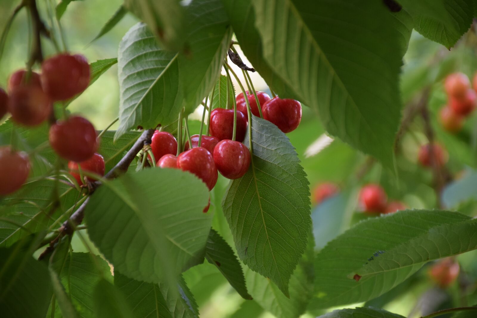 Nikon D5300 sample photo. Cherry, fruit, f photography