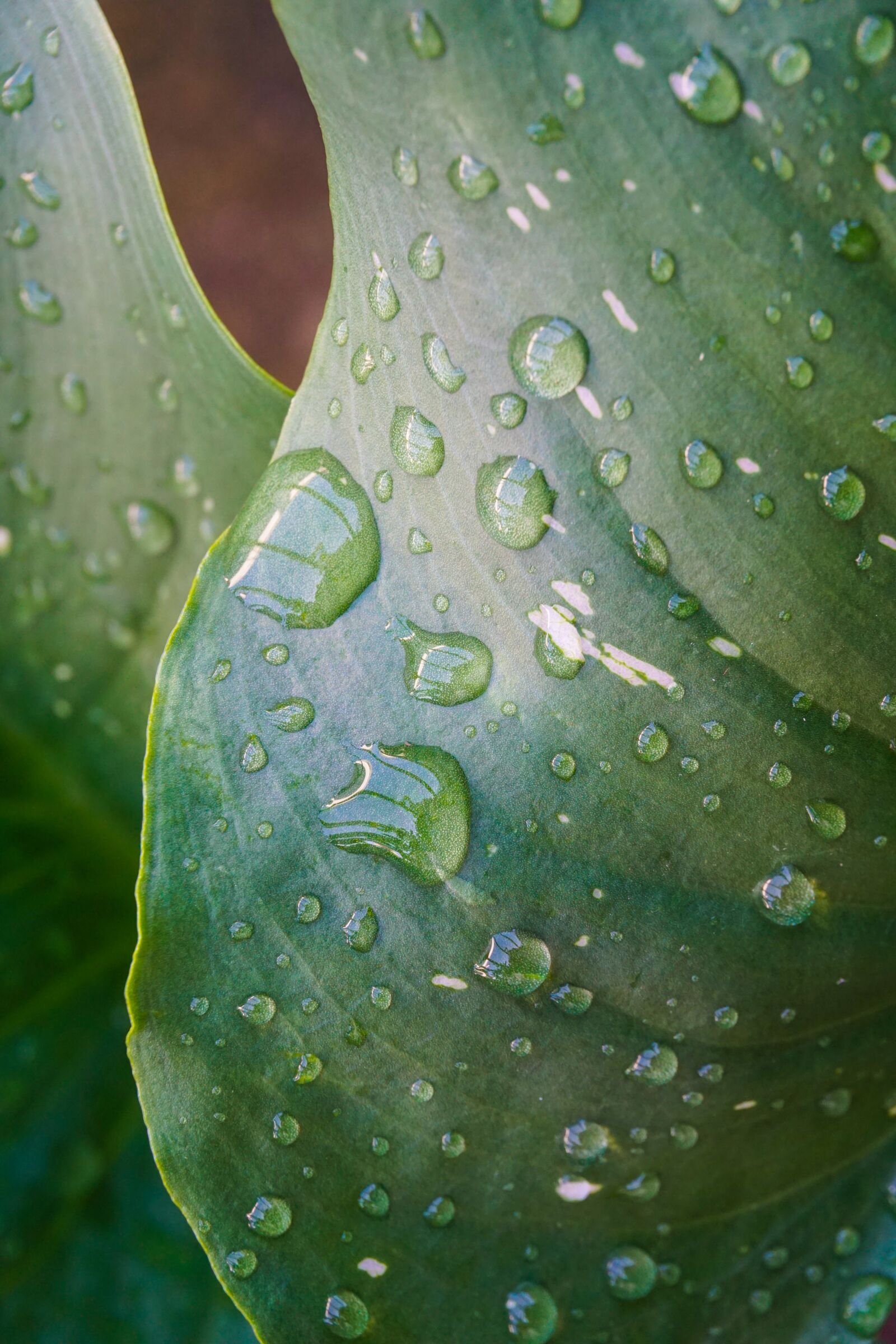 Sony E 16-50mm F3.5-5.6 PZ OSS sample photo. Rain, leaves, green photography