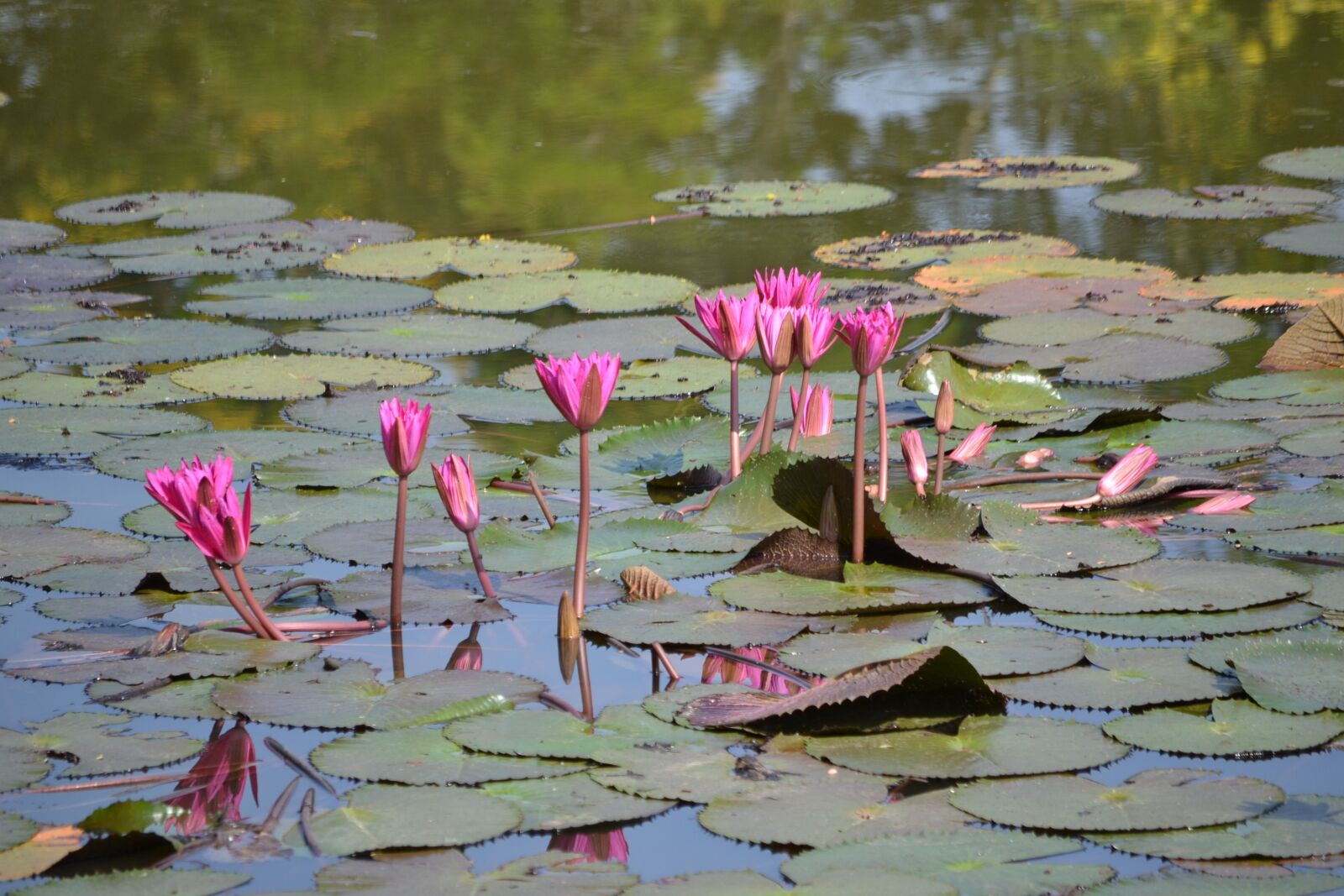 Nikon D3100 sample photo. Water lily, flower, pond photography