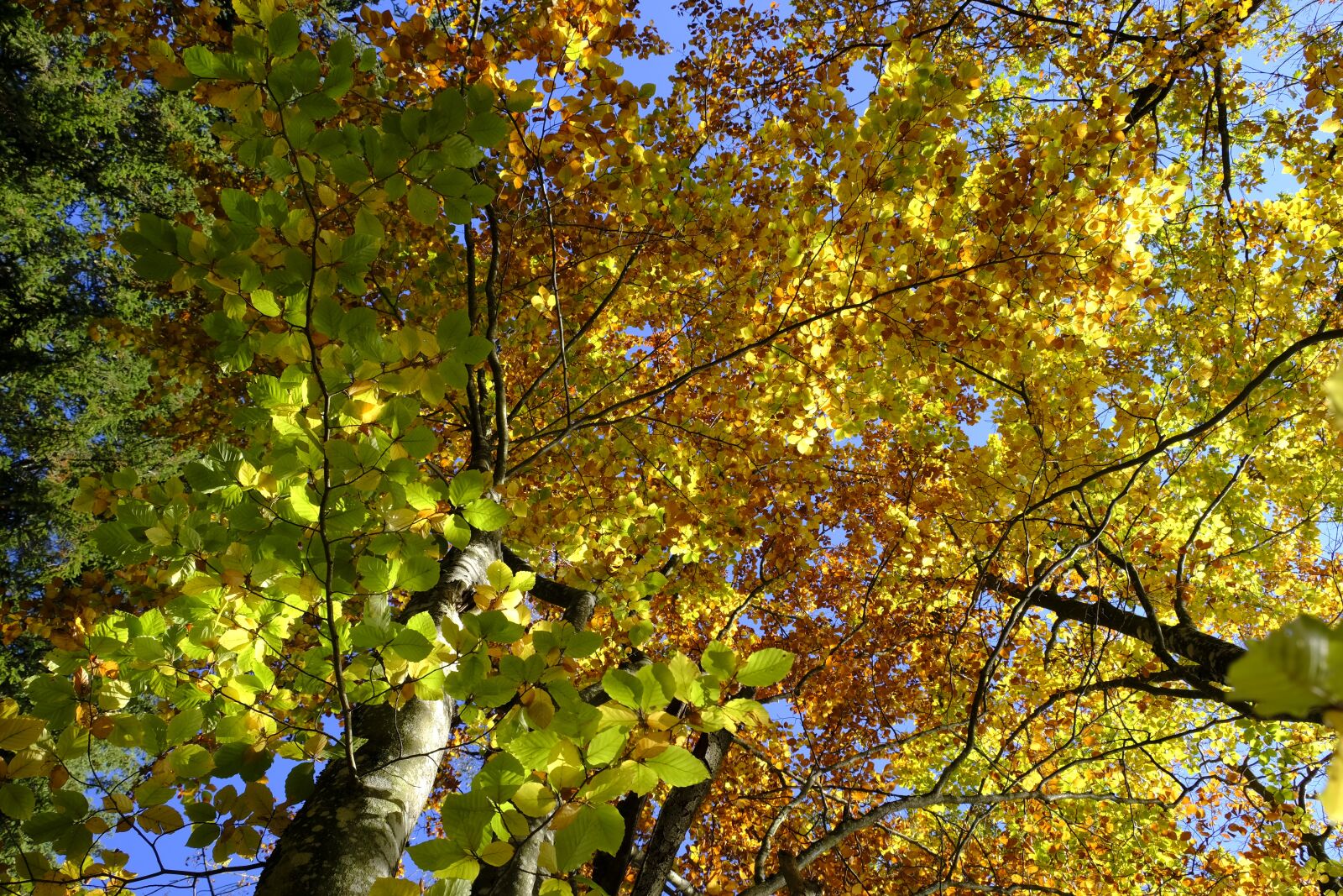 Fujifilm XF 18-55mm F2.8-4 R LM OIS sample photo. Tree, autumn, leaves photography