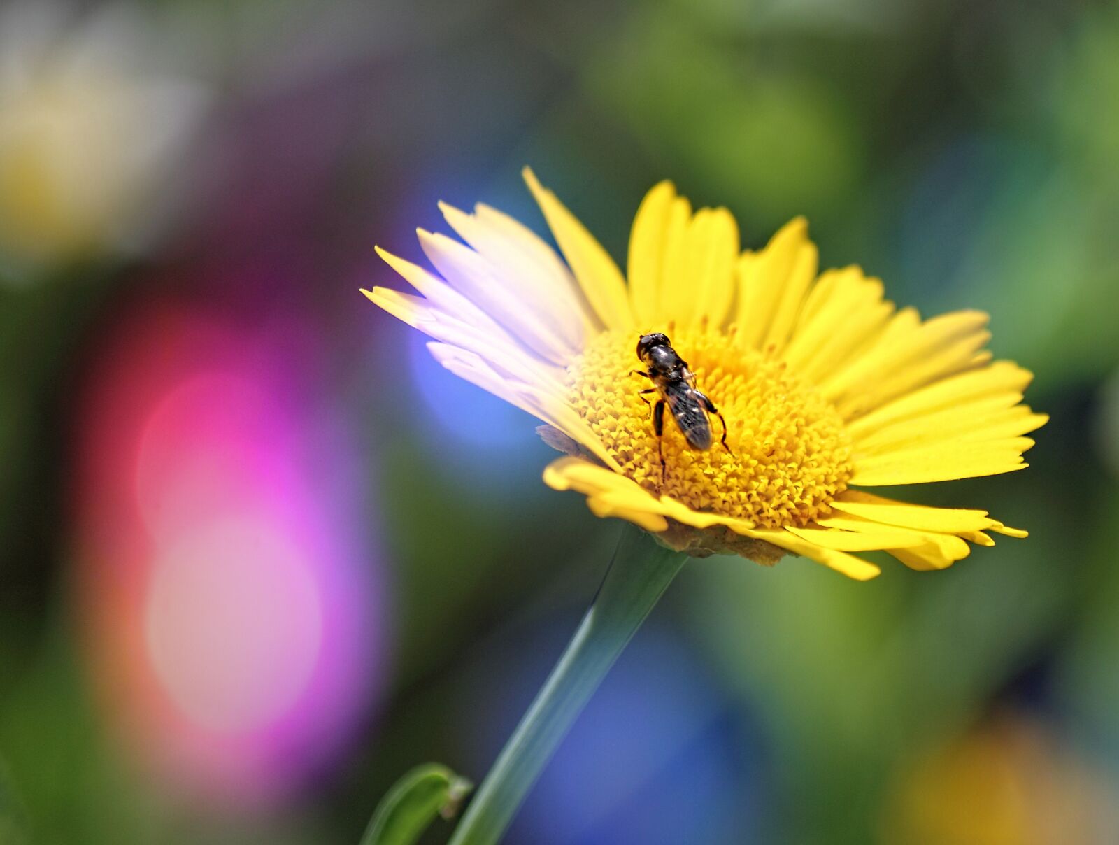 Canon EOS 500D (EOS Rebel T1i / EOS Kiss X3) sample photo. Flower, nature, yellow photography