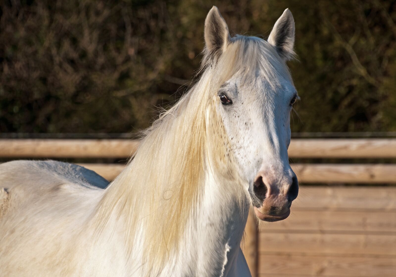 Nikon D300 sample photo. Horse, white, mare photography