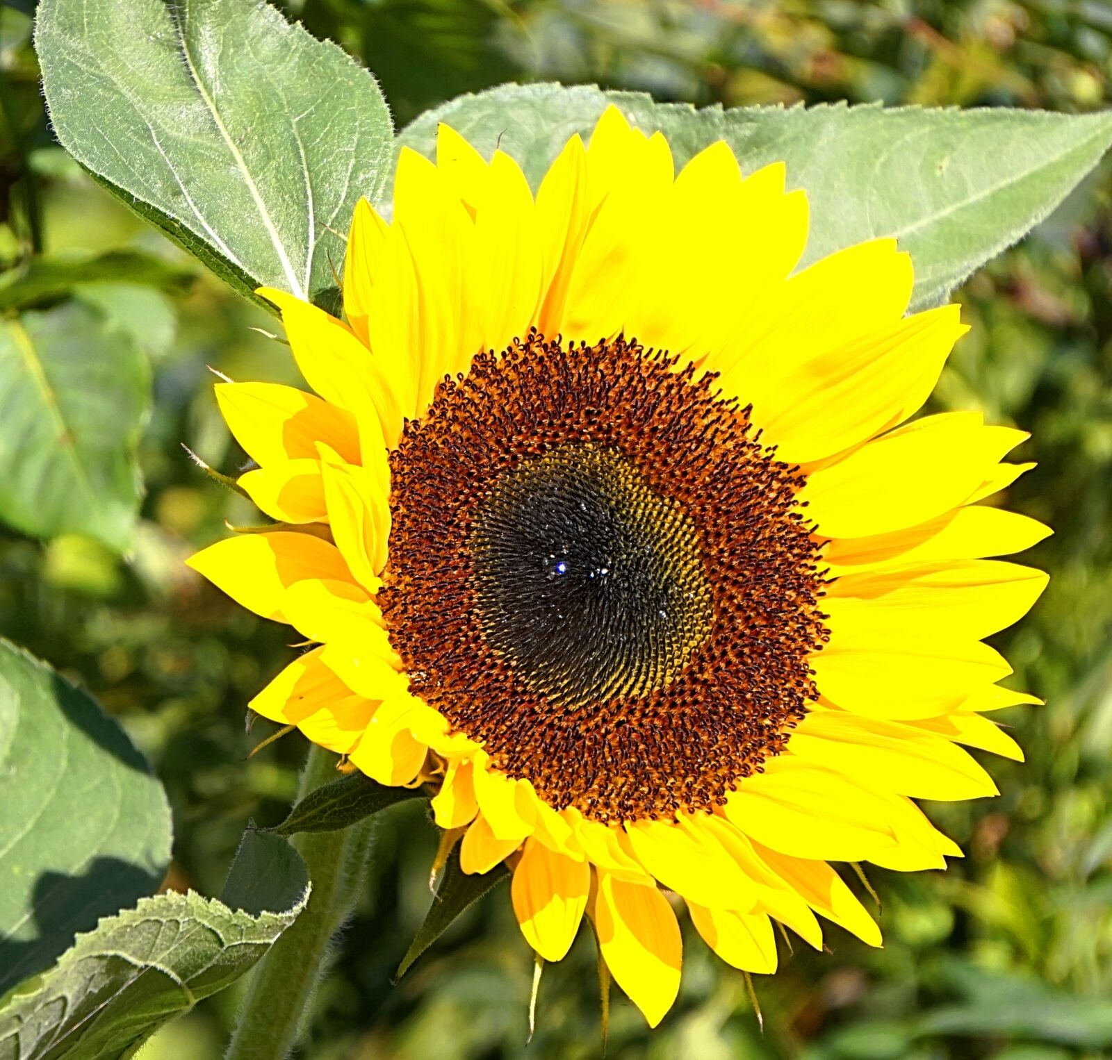 Sony Alpha a5000 (ILCE 5000) sample photo. Sunflower, blossom, bloom photography