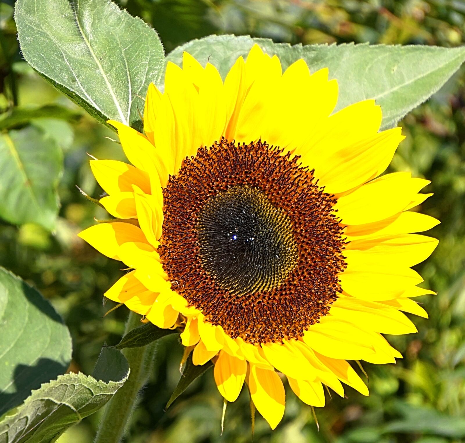 Sony Alpha a5000 (ILCE 5000) + Sony E 55-210mm F4.5-6.3 OSS sample photo. Sunflower, blossom, bloom photography