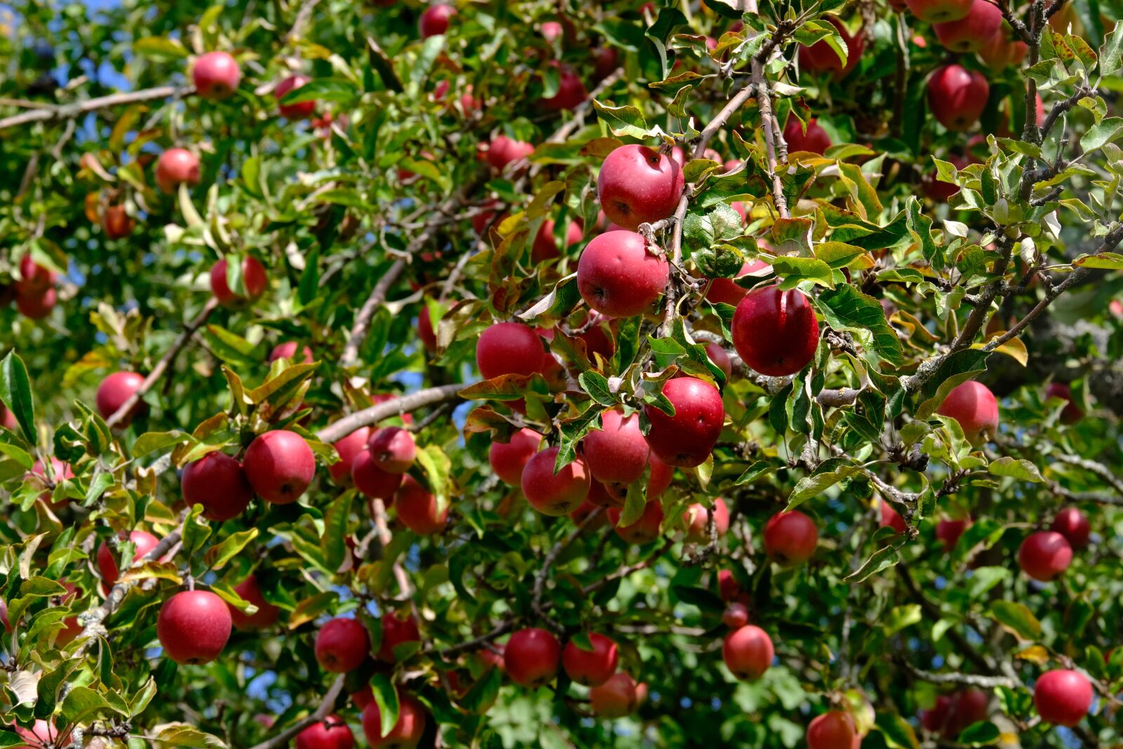 Fujifilm XF 55-200mm F3.5-4.8 R LM OIS sample photo. Apples, red apples, apple photography