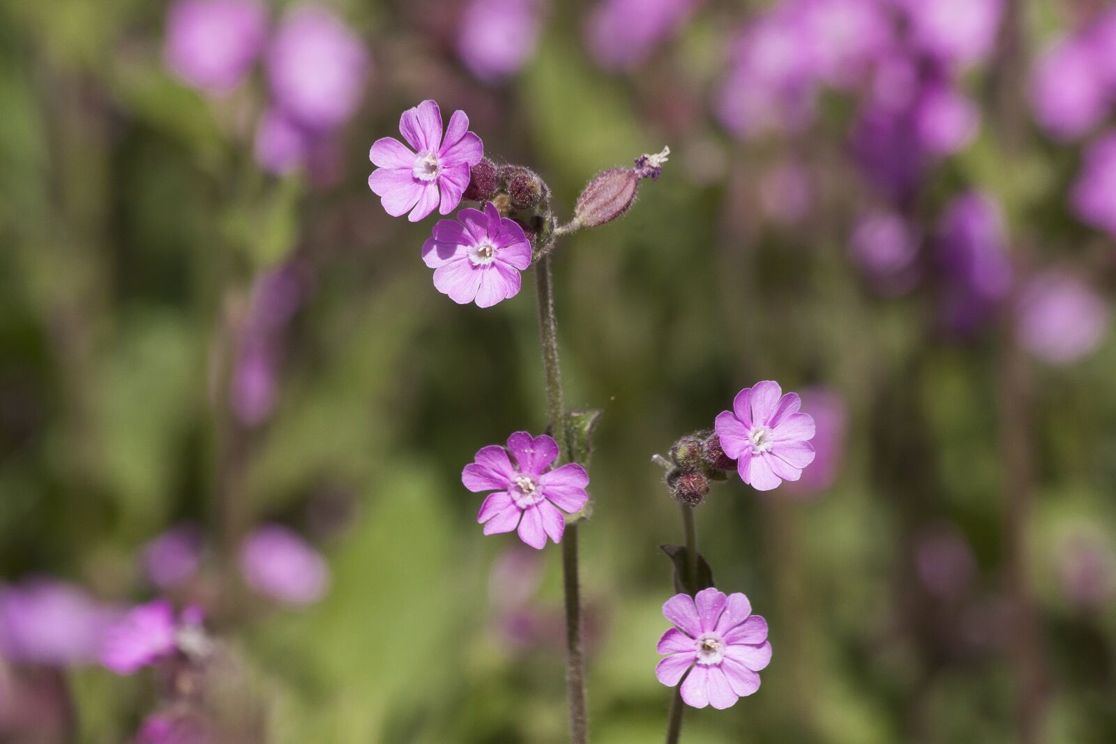 Canon EOS 50D sample photo. Red campion, silene dioica photography