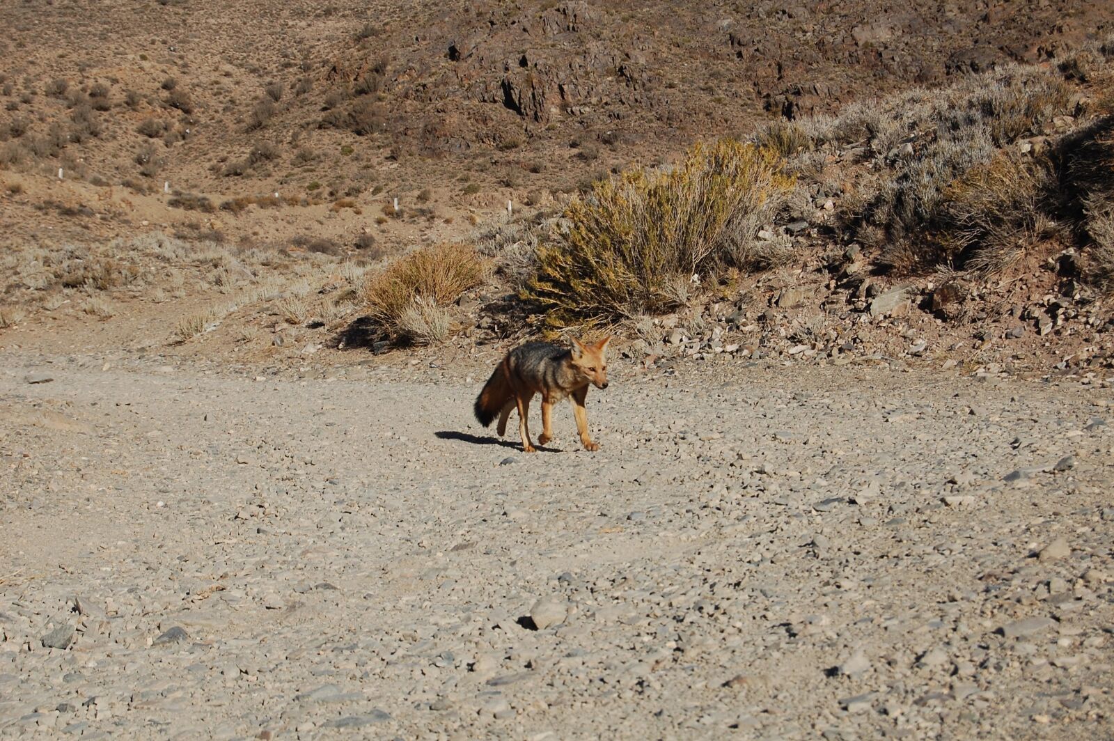 Nikon D40 sample photo. Fox, mendoza, mountain photography
