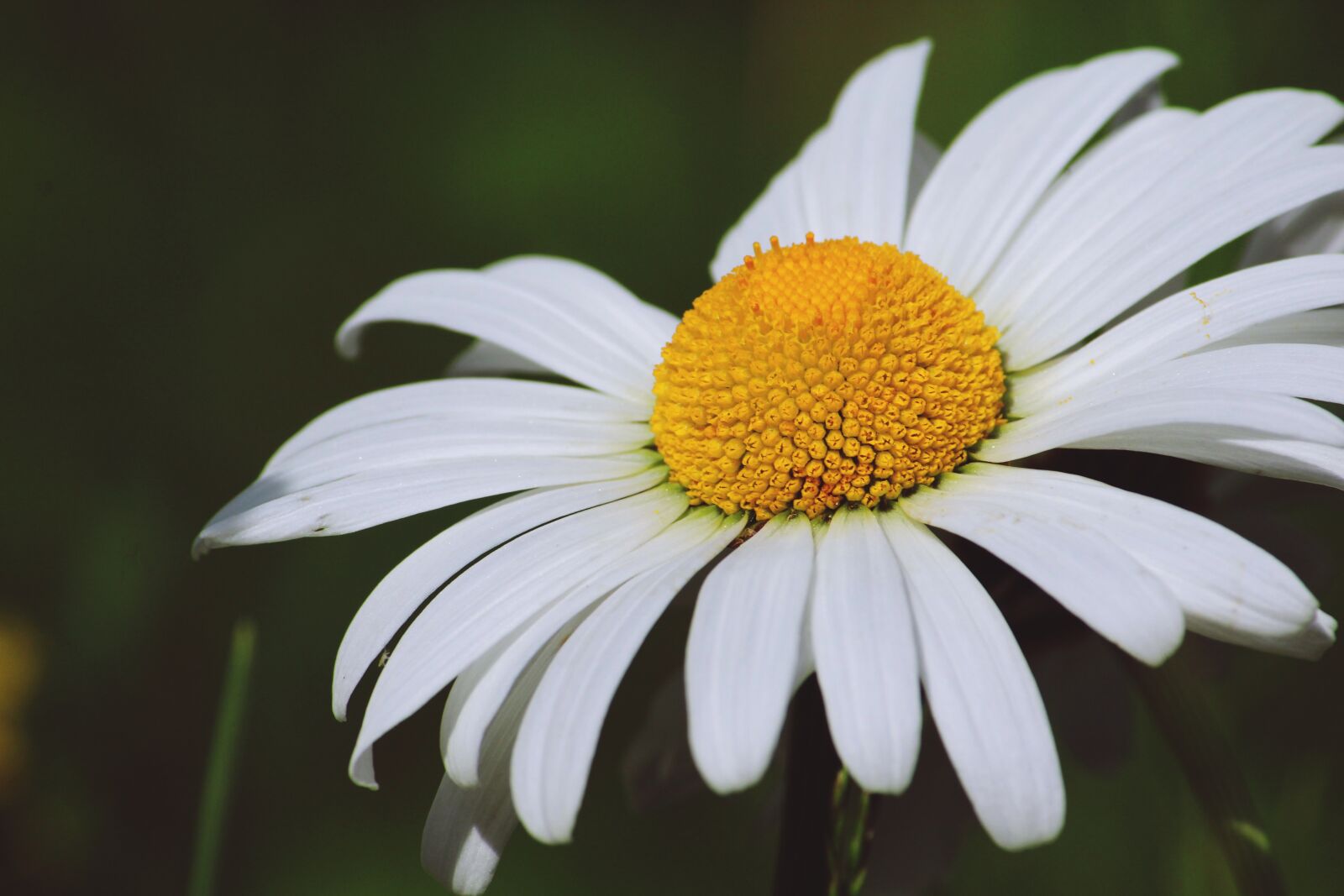 Canon EF-S 55-250mm F4-5.6 IS II sample photo. Flower, marguerite, white photography