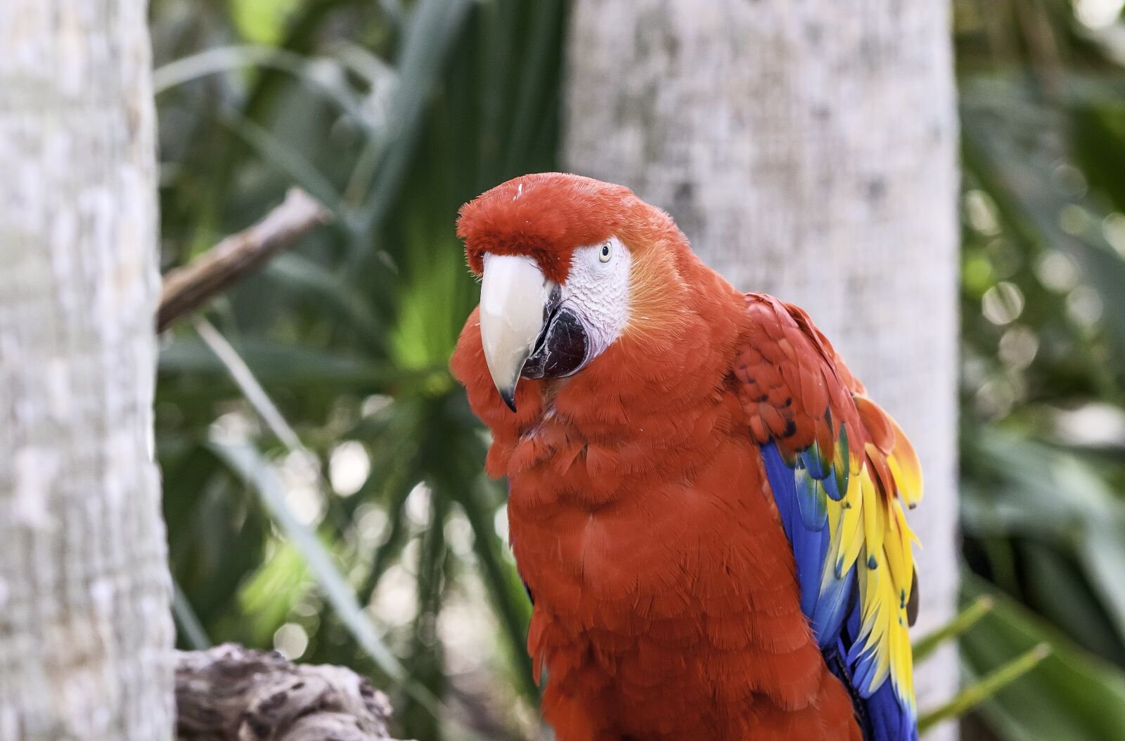 Nikon D300 sample photo. Bird, parrot, red photography