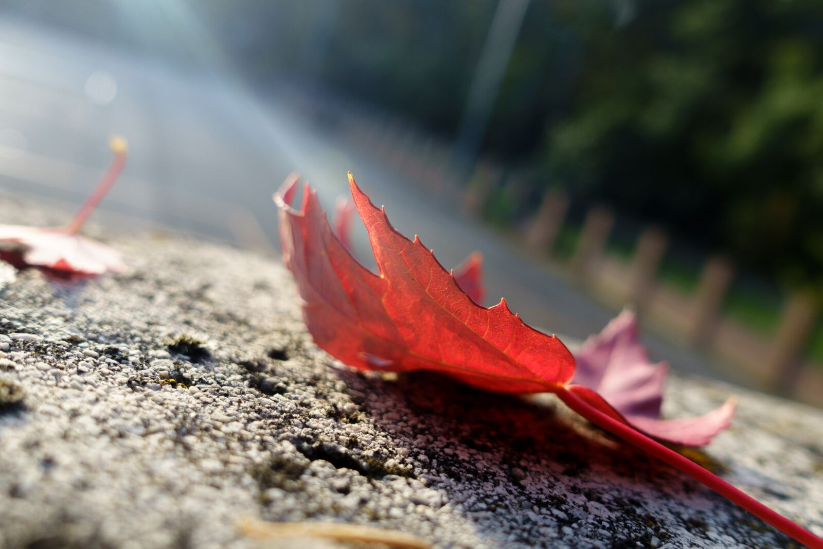Sony Cyber-shot DSC-RX100 III sample photo. Leaf, autumn, red photography