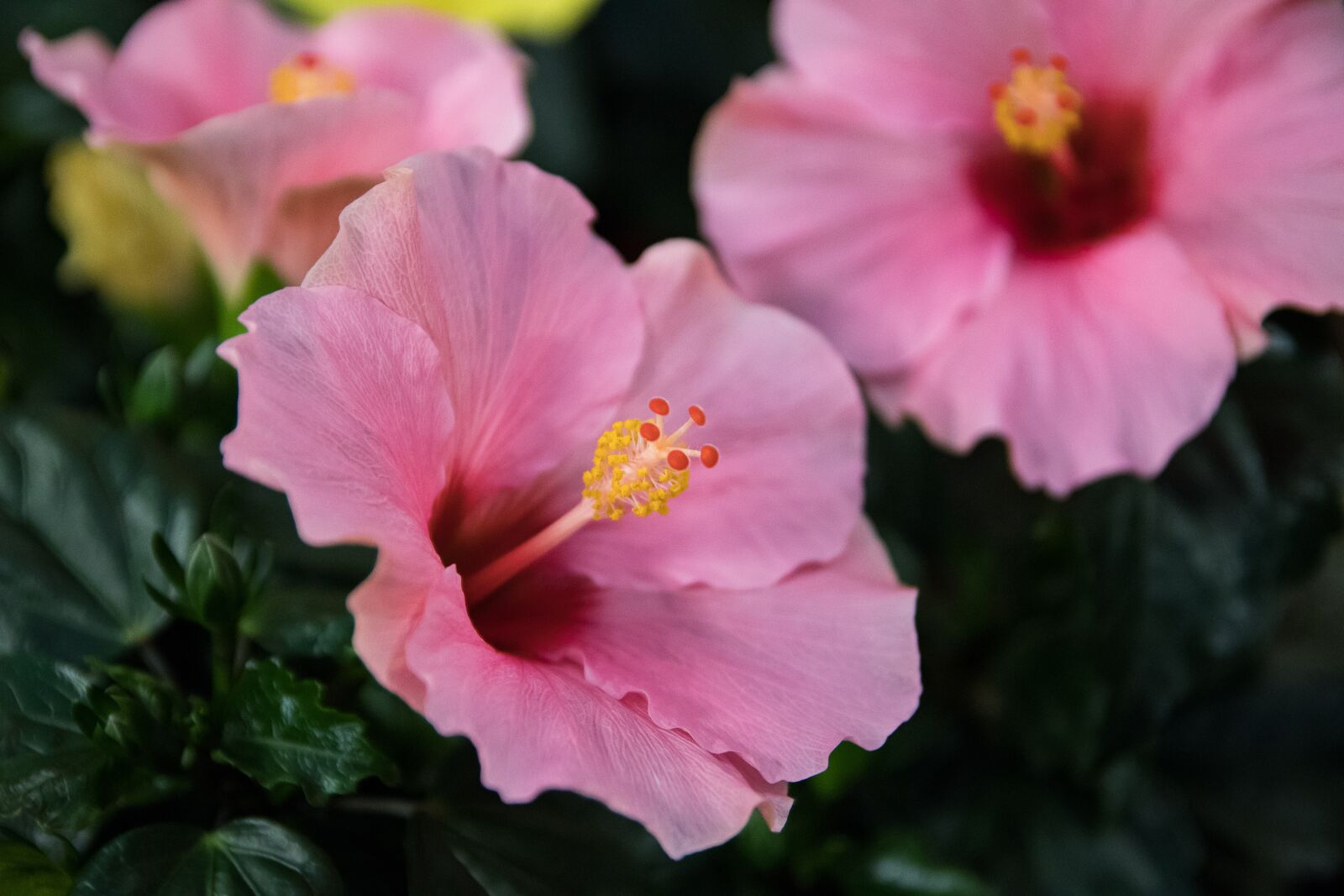Canon EOS 80D sample photo. Hibiscus, blossom, bloom photography