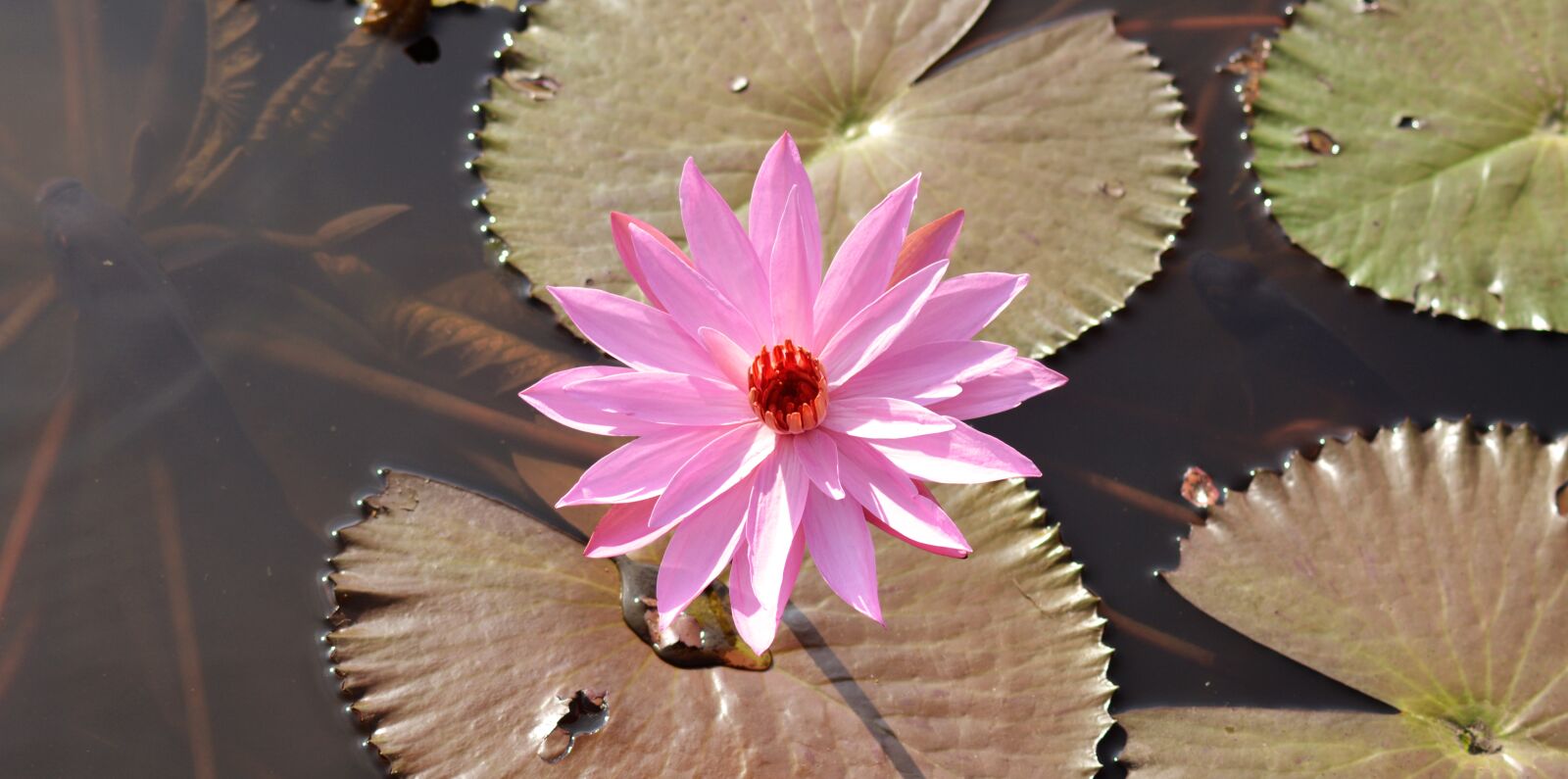 Nikon D5200 sample photo. Lotus, flower, garden photography