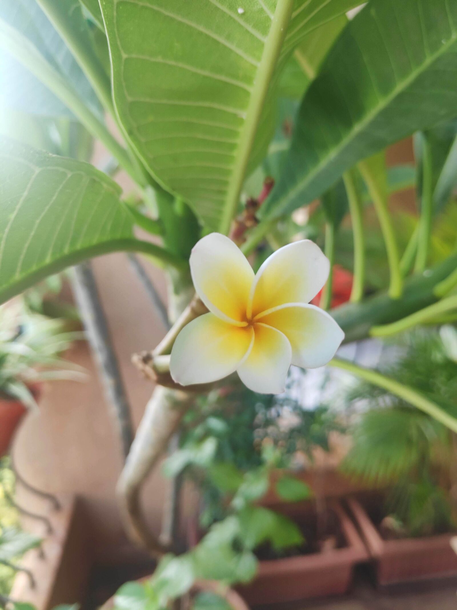 Xiaomi POCO F1 sample photo. Chafa, white flower, jagdish photography