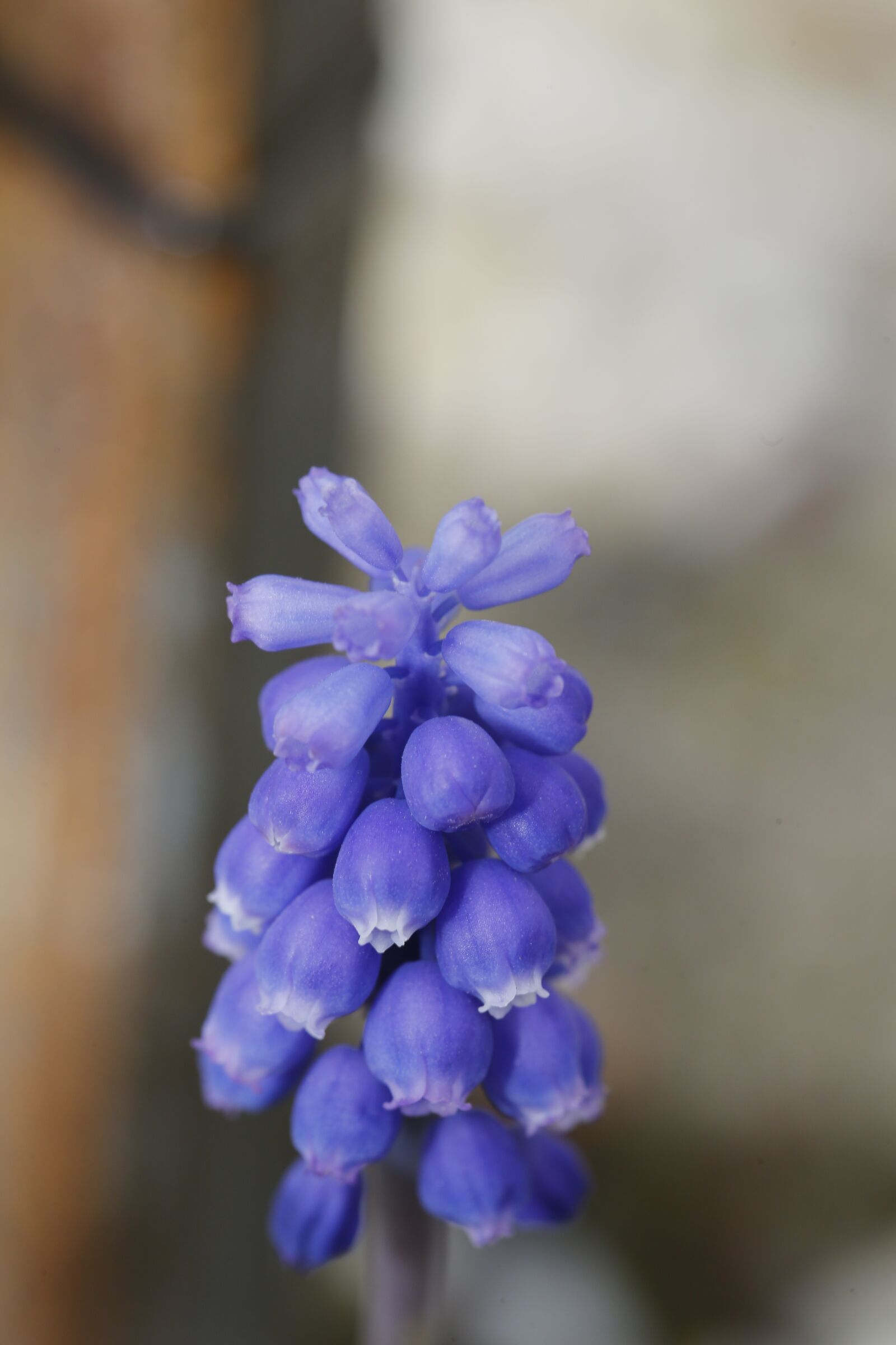 Canon EF 100mm F2.8L Macro IS USM sample photo. Spring, bud, sprout photography