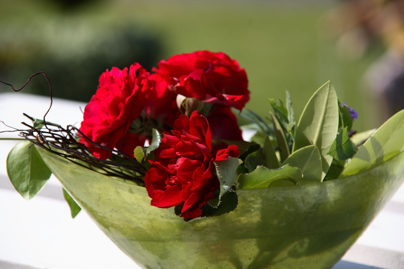 Canon EOS 5D sample photo. Nature, flower, rose photography
