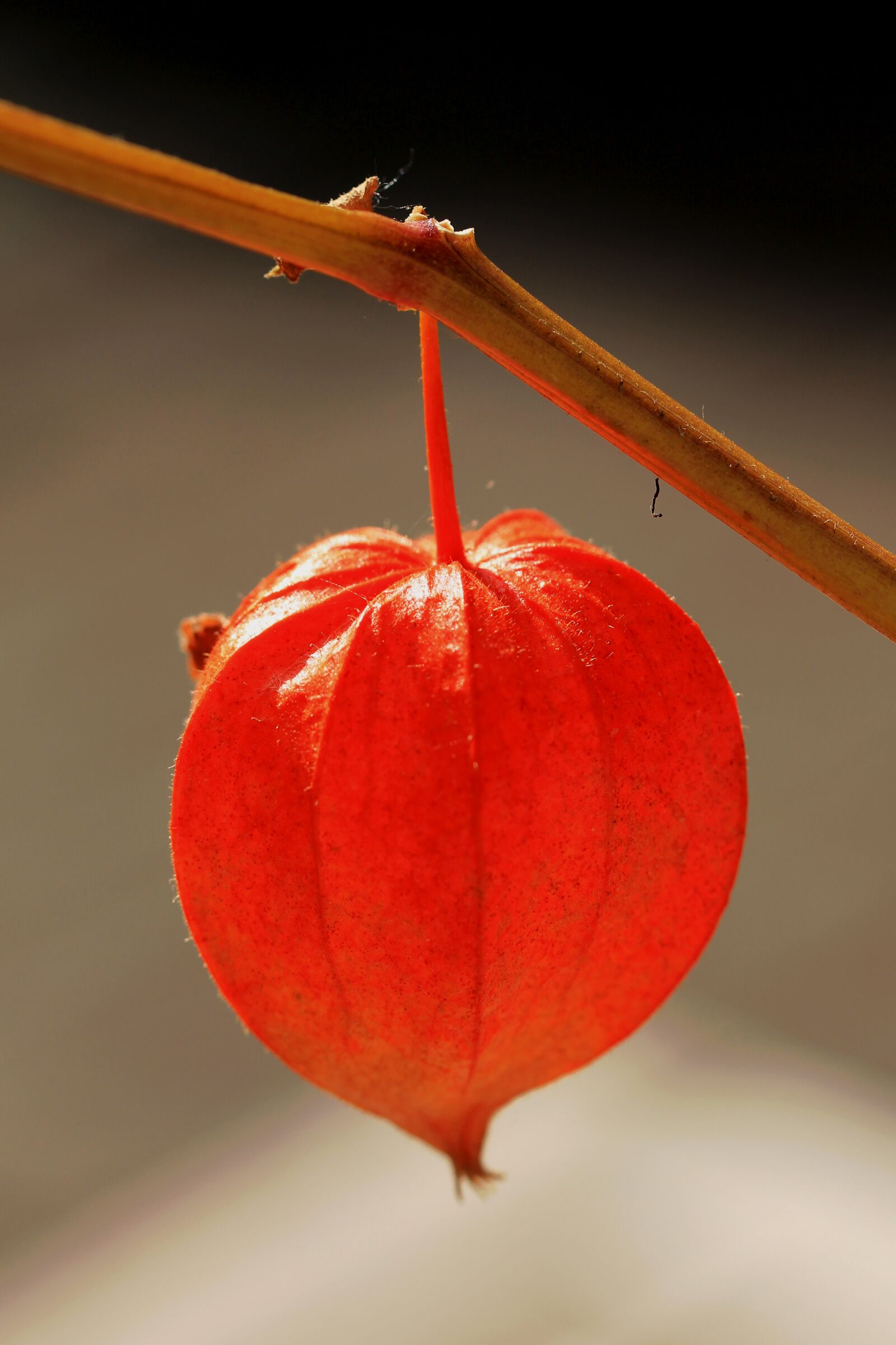 Canon EF 100mm F2.8L Macro IS USM sample photo. Red, flower, garden photography