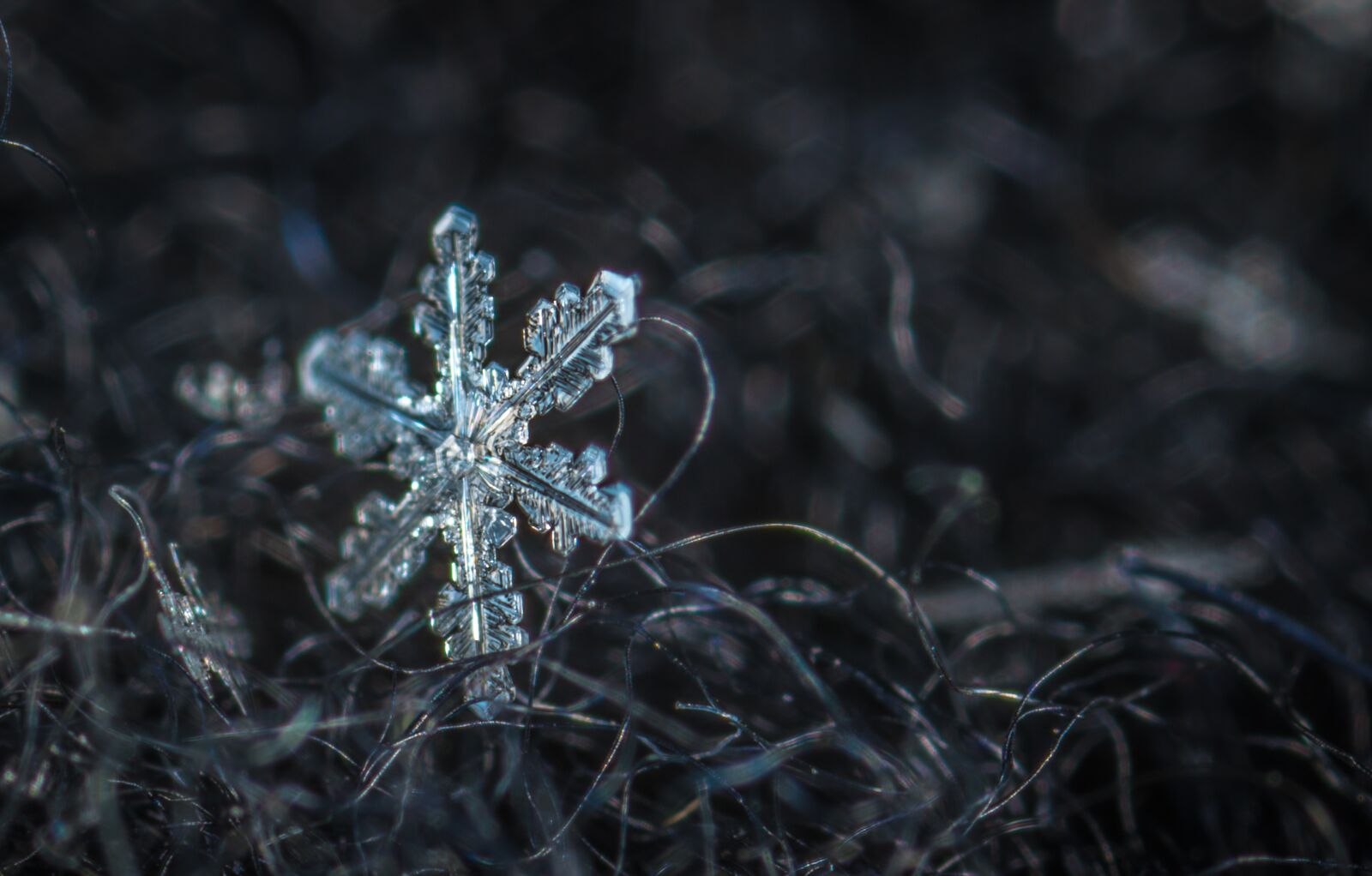 #124 65/2.8 sample photo. Snowflake, macro, snow photography