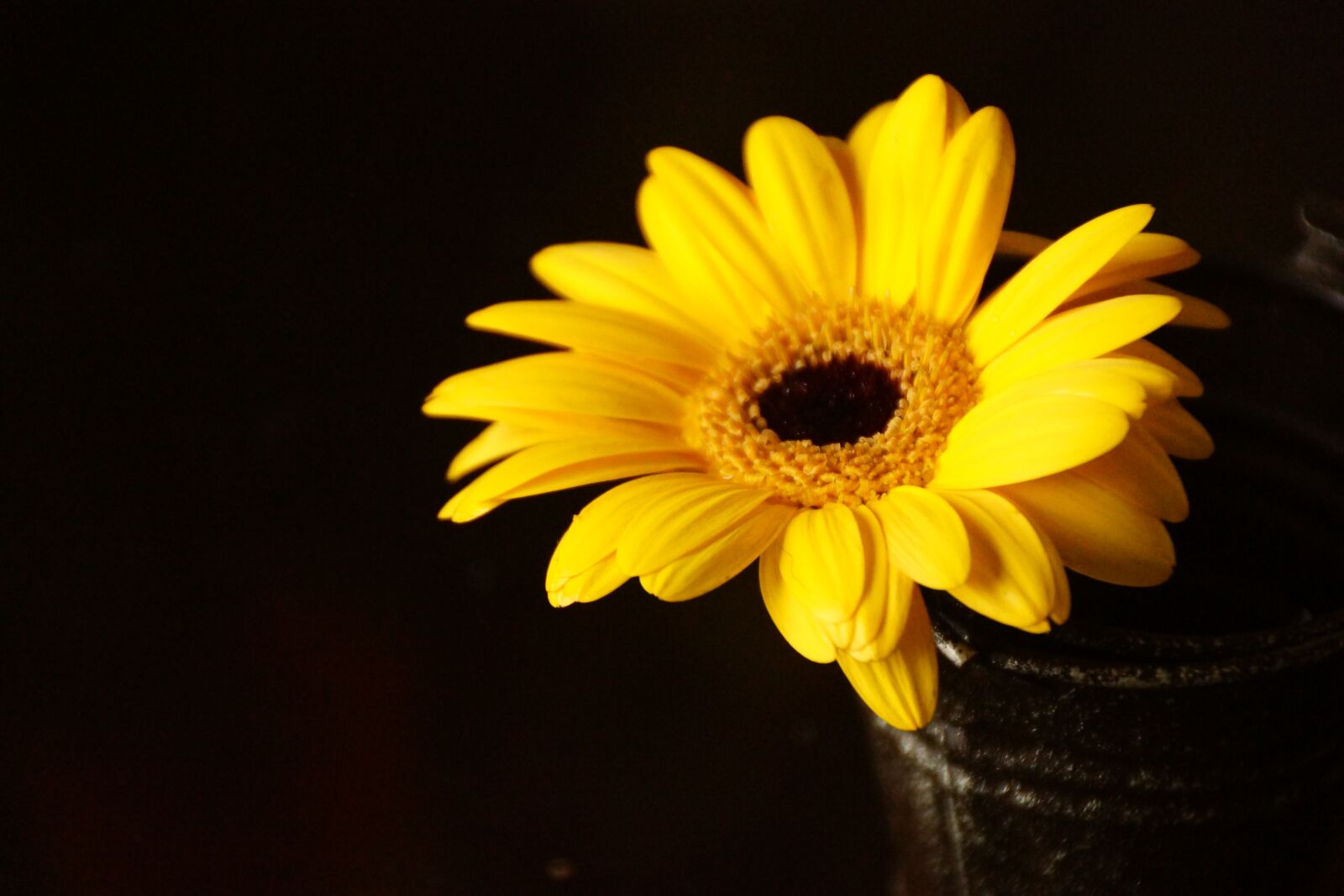 Sony DT 18-250mm F3.5-6.3 sample photo. Yellow, gerbera, flower photography