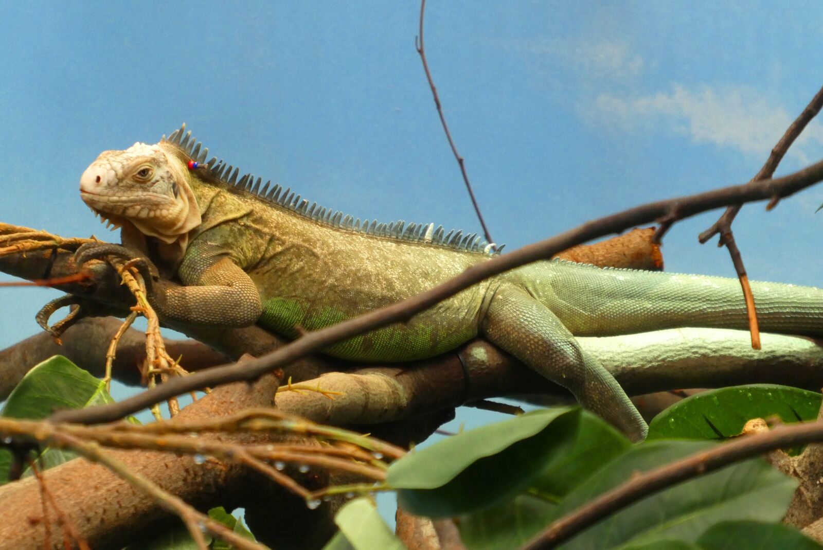 Panasonic Lumix DC-ZS70 (Lumix DC-TZ90) sample photo. Iguana, zoo, blijdorp photography