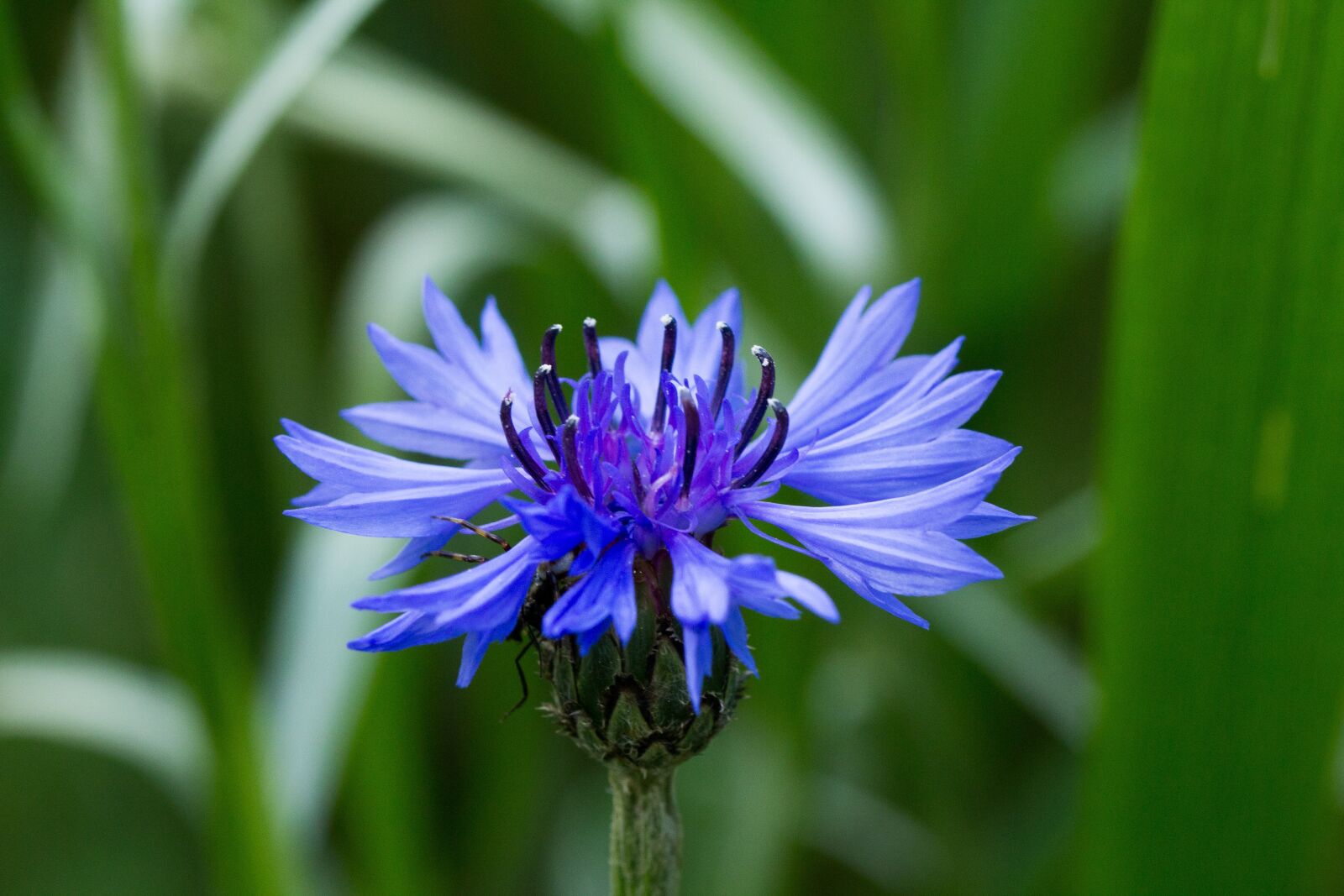 Canon EOS 60D sample photo. Cornflower, centaurea, blue photography
