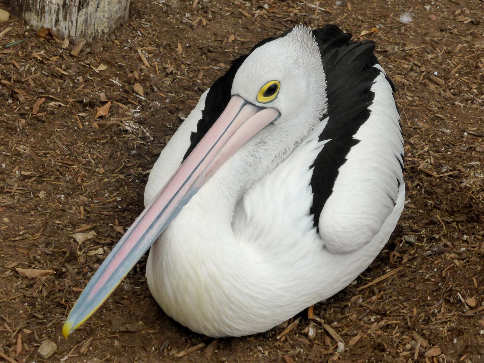 Panasonic DMC-TZ41 sample photo. Pelican, conspicillatus, avian photography