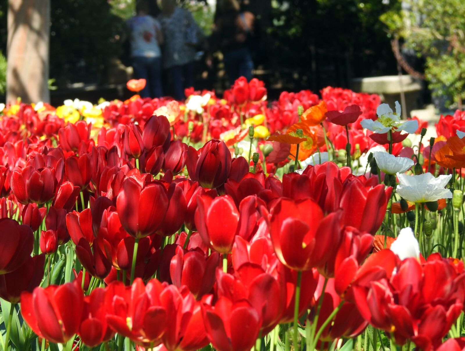 Nikon Coolpix P900 sample photo. Flowers, rossi, tulips photography