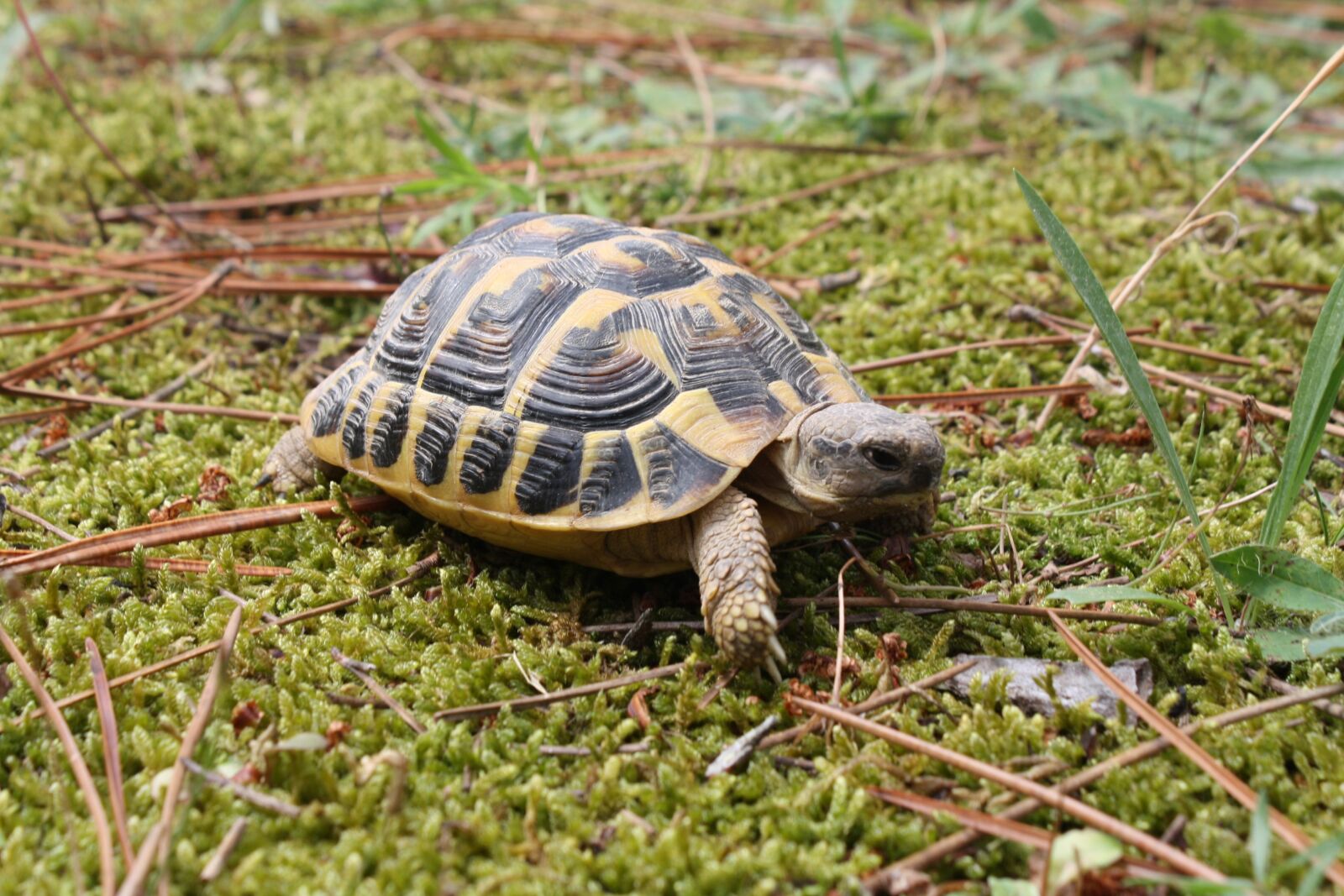 Canon EOS 1000D (EOS Digital Rebel XS / EOS Kiss F) sample photo. Turtle, nature, animal photography