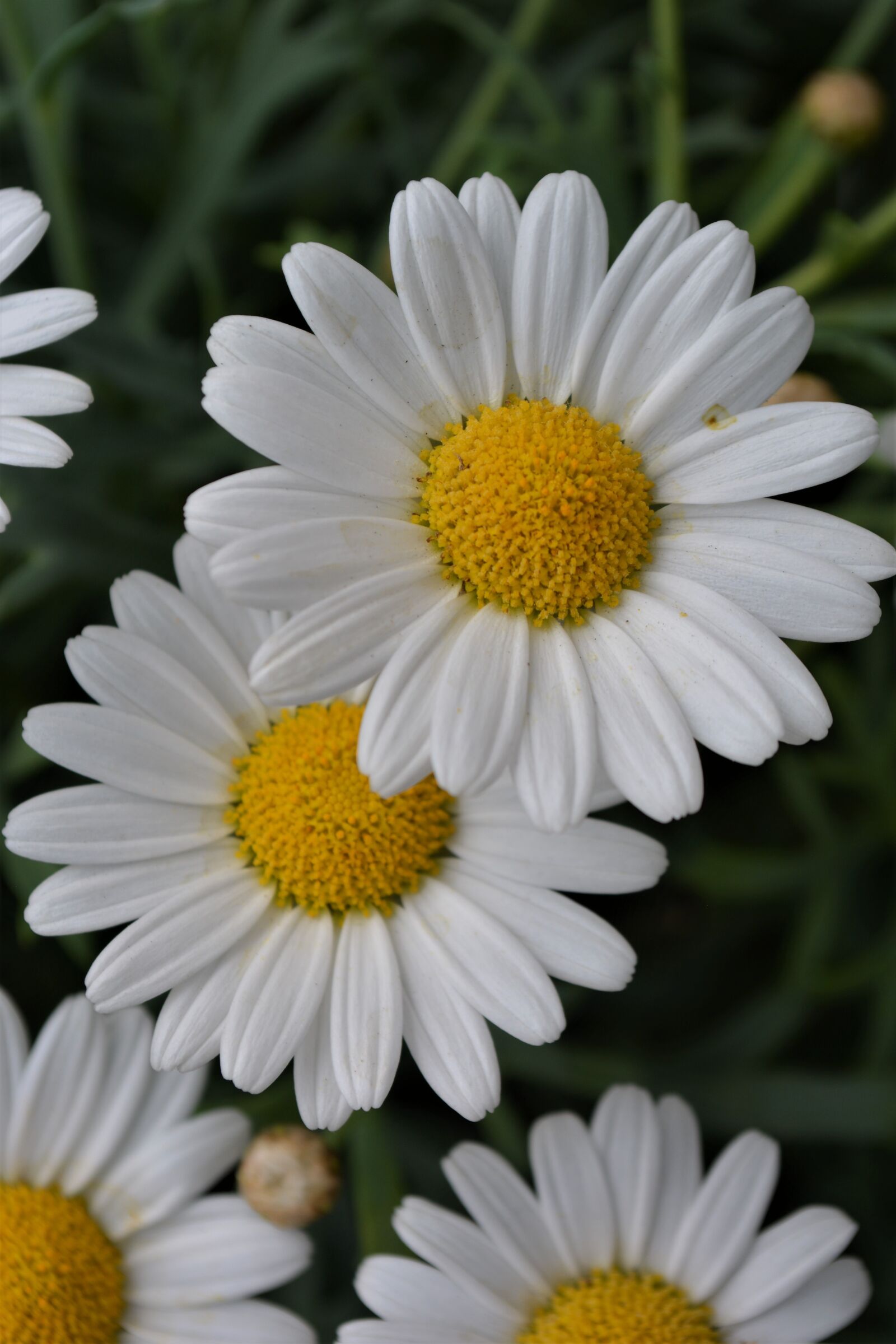 Nikon D5200 sample photo. Flower, white, yellow photography