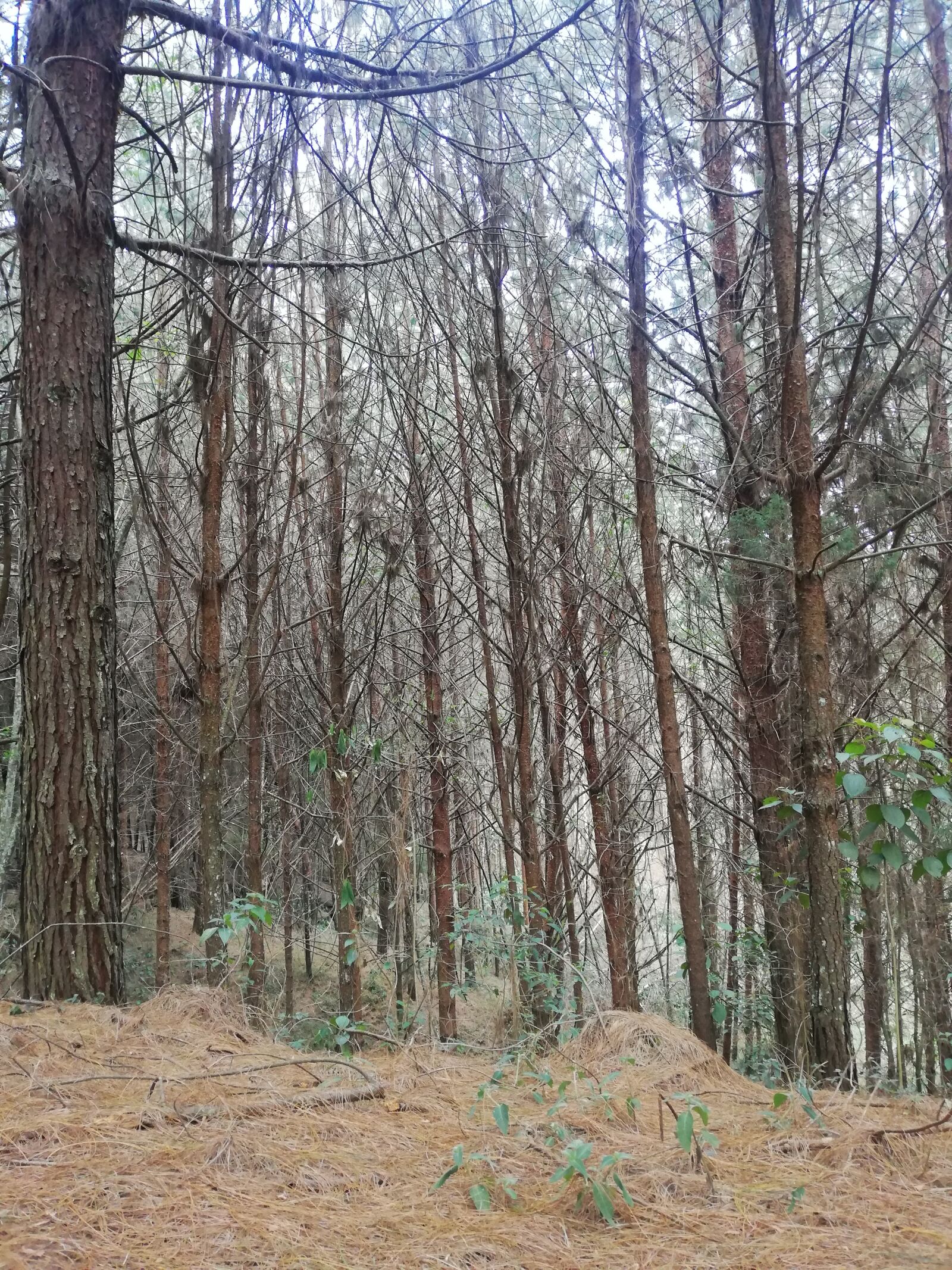 HUAWEI P20 lite sample photo. Forest, countryside, landscape photography
