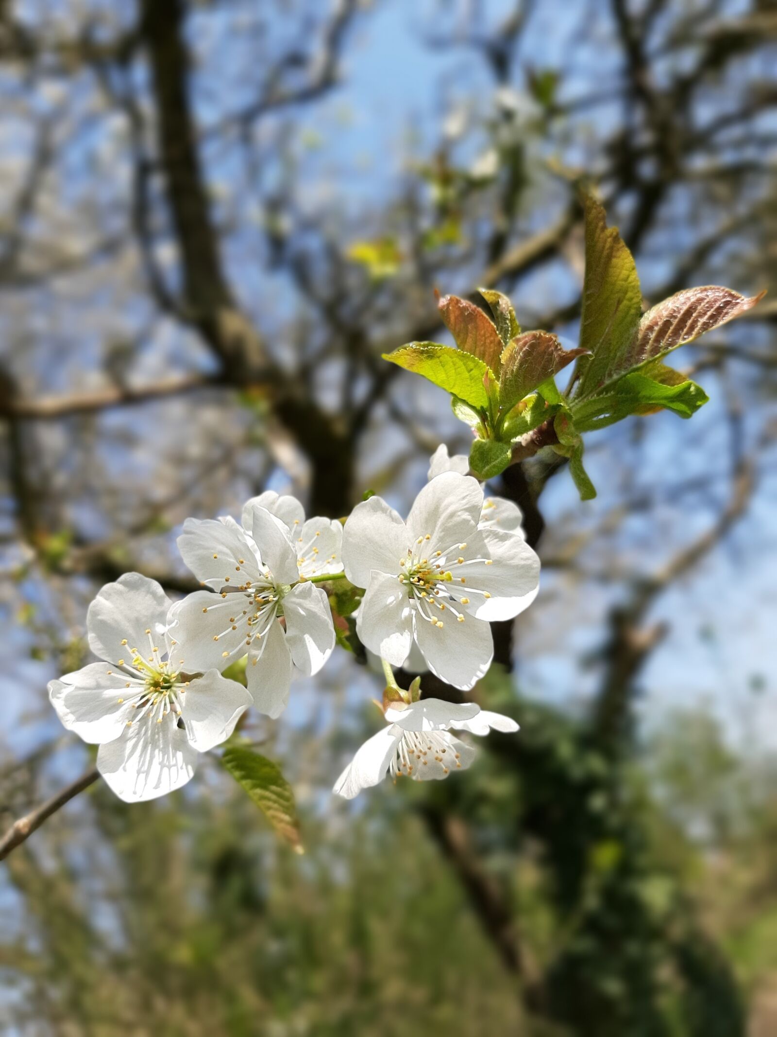 Samsung Galaxy A50 sample photo. Spring, apple tree, blossom photography