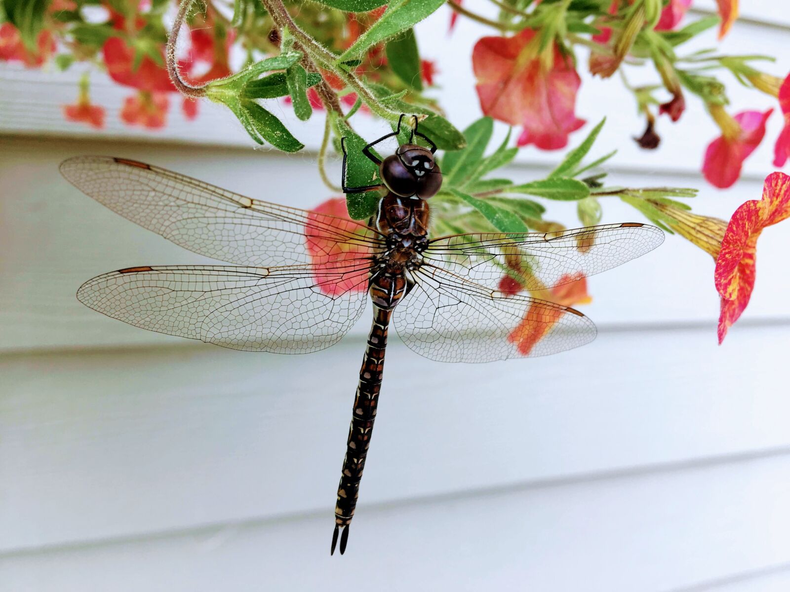 Apple iPhone 6s sample photo. Dragonfly, nature, insect photography