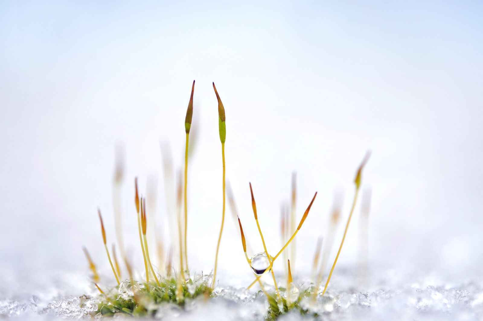 Nikon D3S sample photo. Moss, plant, grass photography
