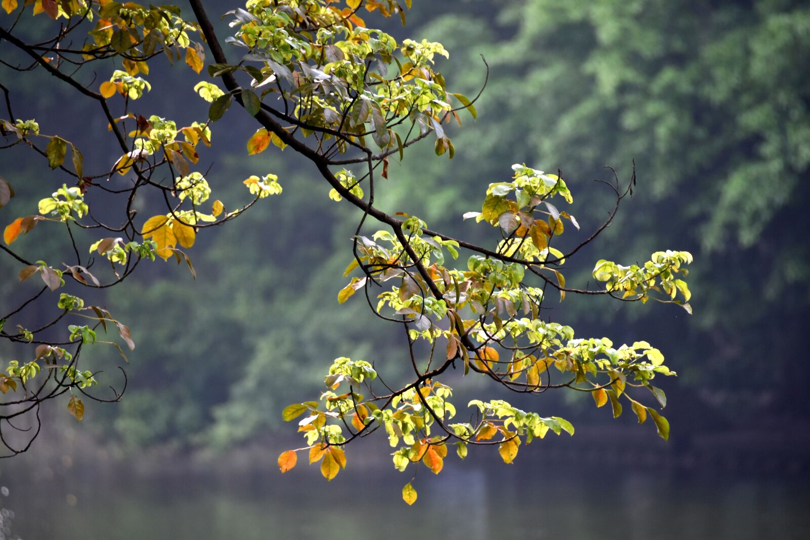 Nikon D7200 sample photo. Autumn, tree, yellow leaves photography