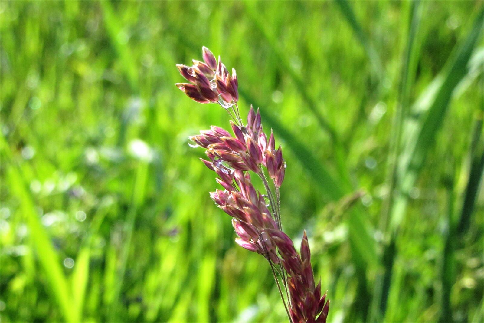 Canon PowerShot SX610 HS sample photo. Grass, dew, drops photography
