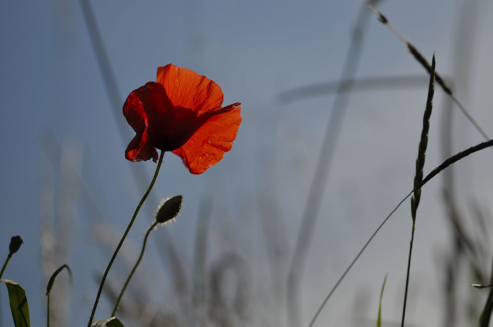 Nikon D300 sample photo. Poppy, summer, red photography