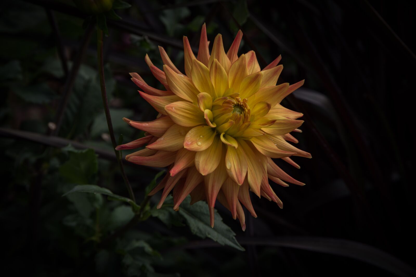 Pentax K-1 Mark II sample photo. Dahlia, flower, plant photography