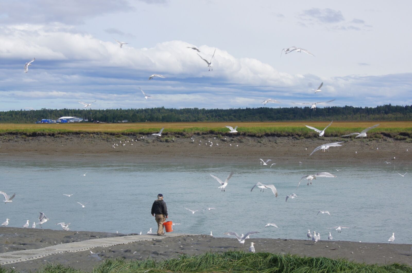 Sony SLT-A55 (SLT-A55V) sample photo. Fishing, alaska, sea gulls photography