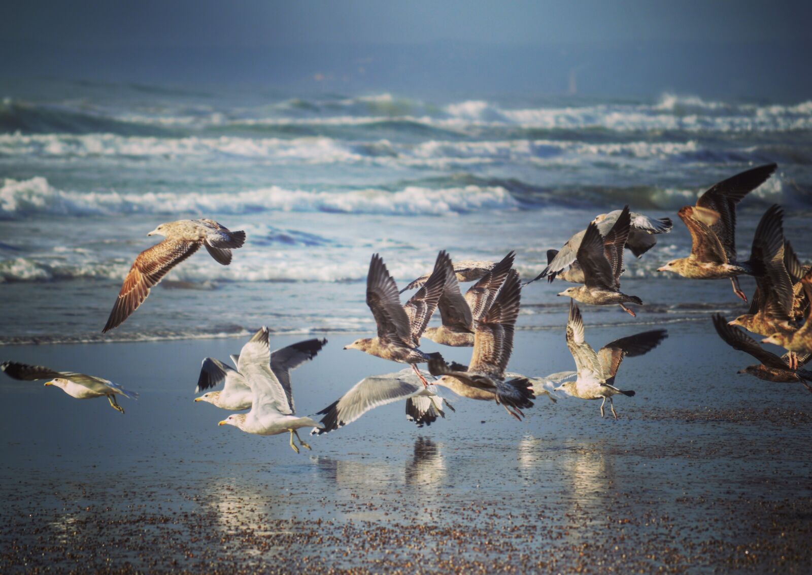 Nikon D3200 sample photo. Bird, beach, ocean photography