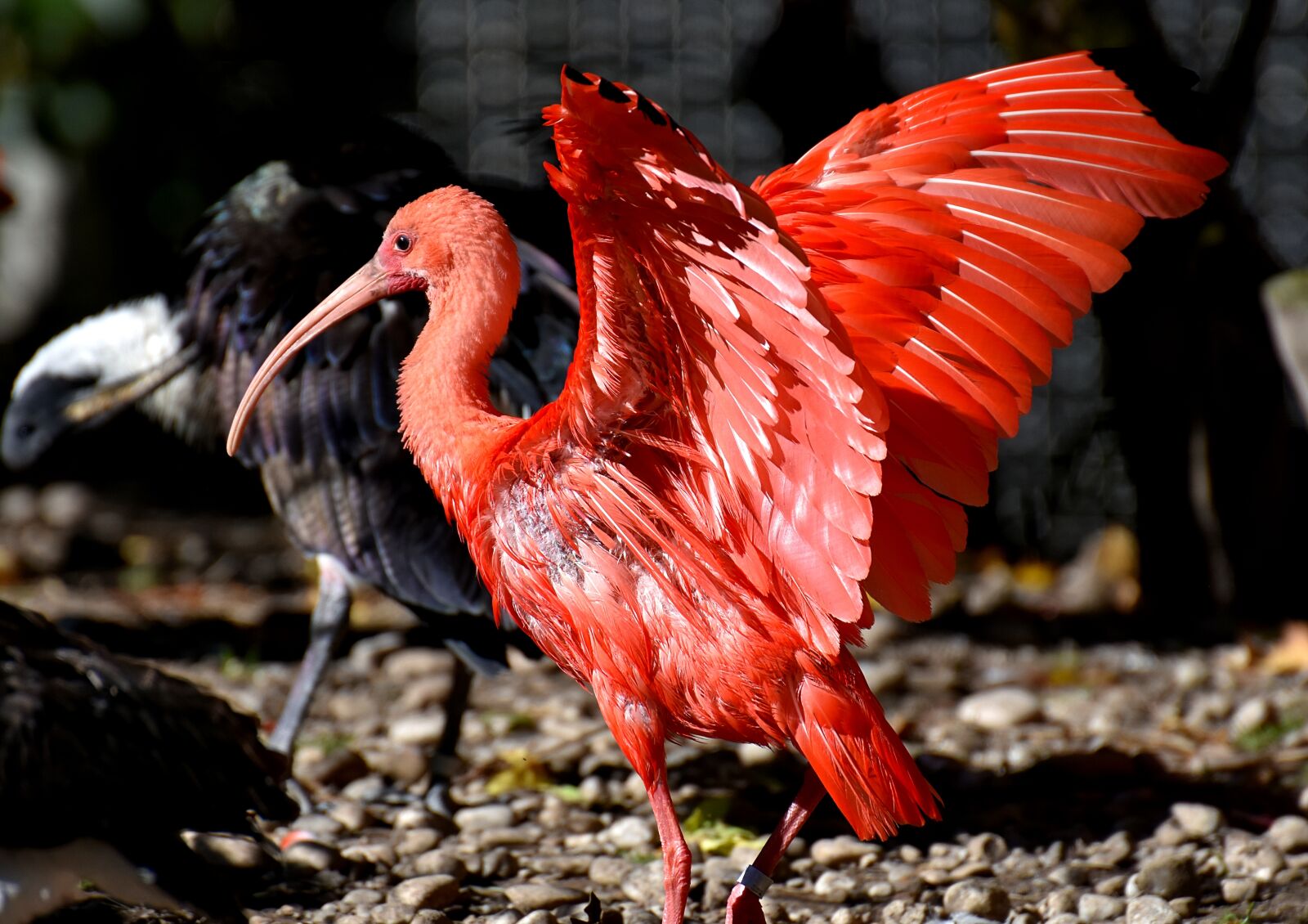 Nikon D7200 sample photo. Ibis, eudocimus ruber, scarlet photography