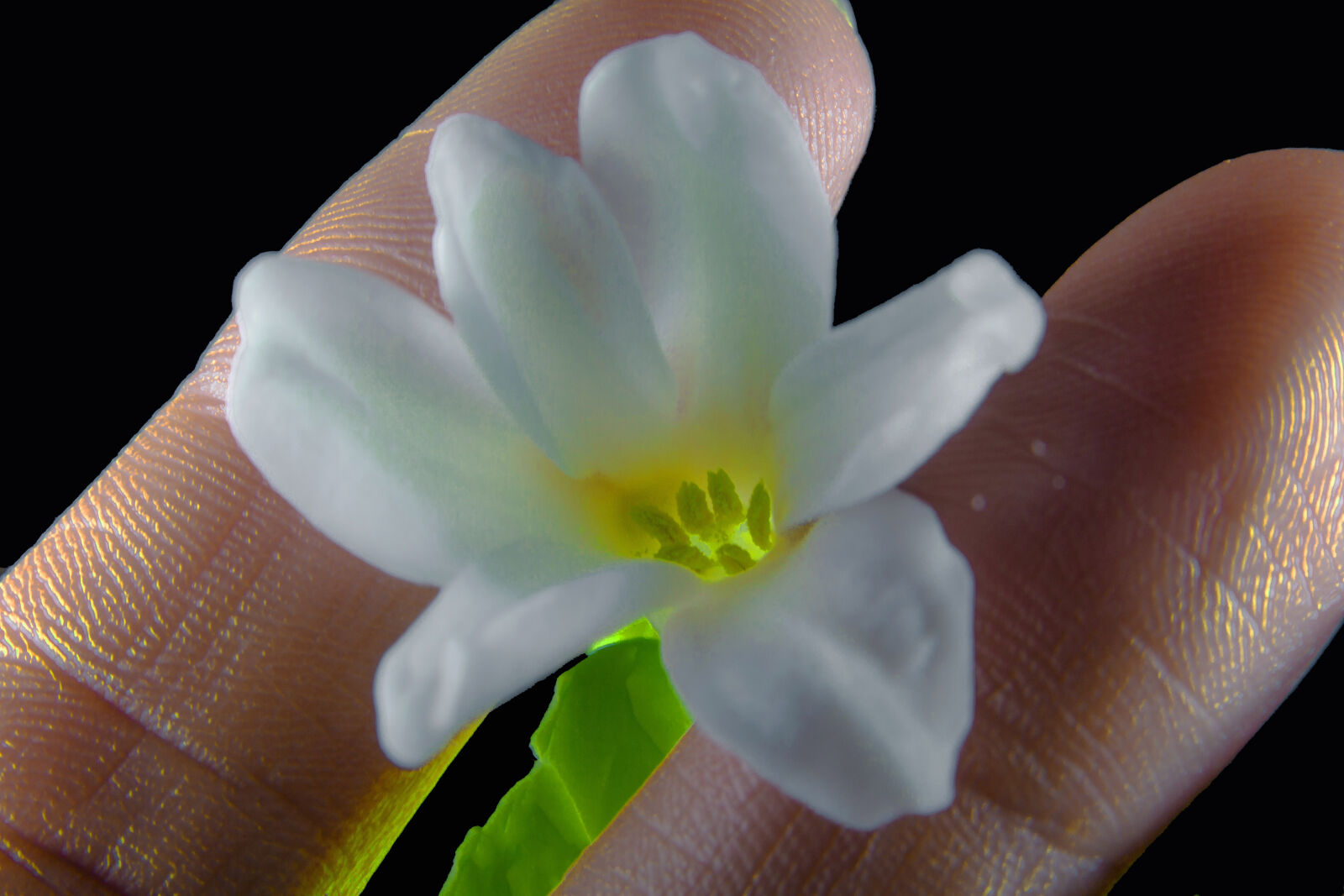 Canon EOS 7D + Sigma 17-70mm F2.8-4 DC Macro OS HSM sample photo. Fingerprints, fingers, flower, hyacinth photography