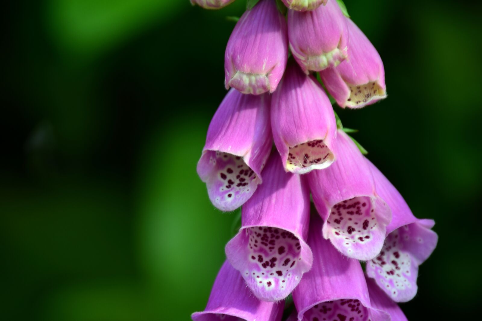 Nikon D3300 sample photo. Digitalis, thimble, digitalis purpurea photography